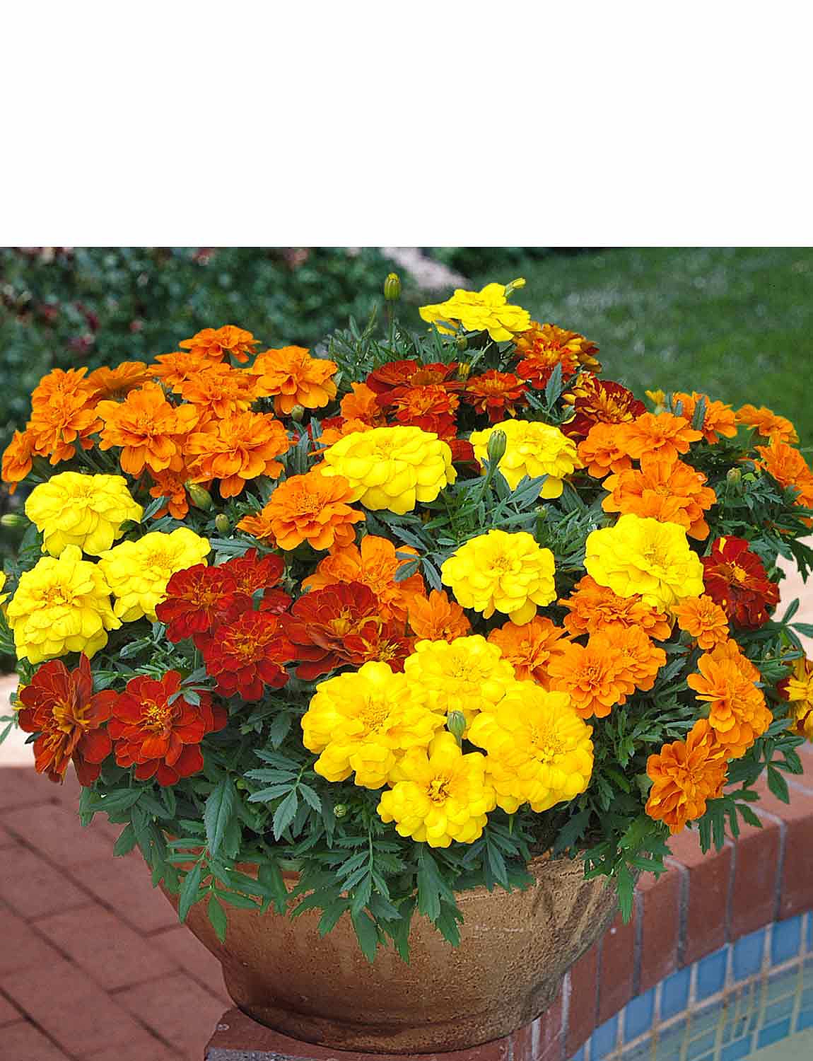 Marigold Durango Mix Garden Ready Plants | Chums